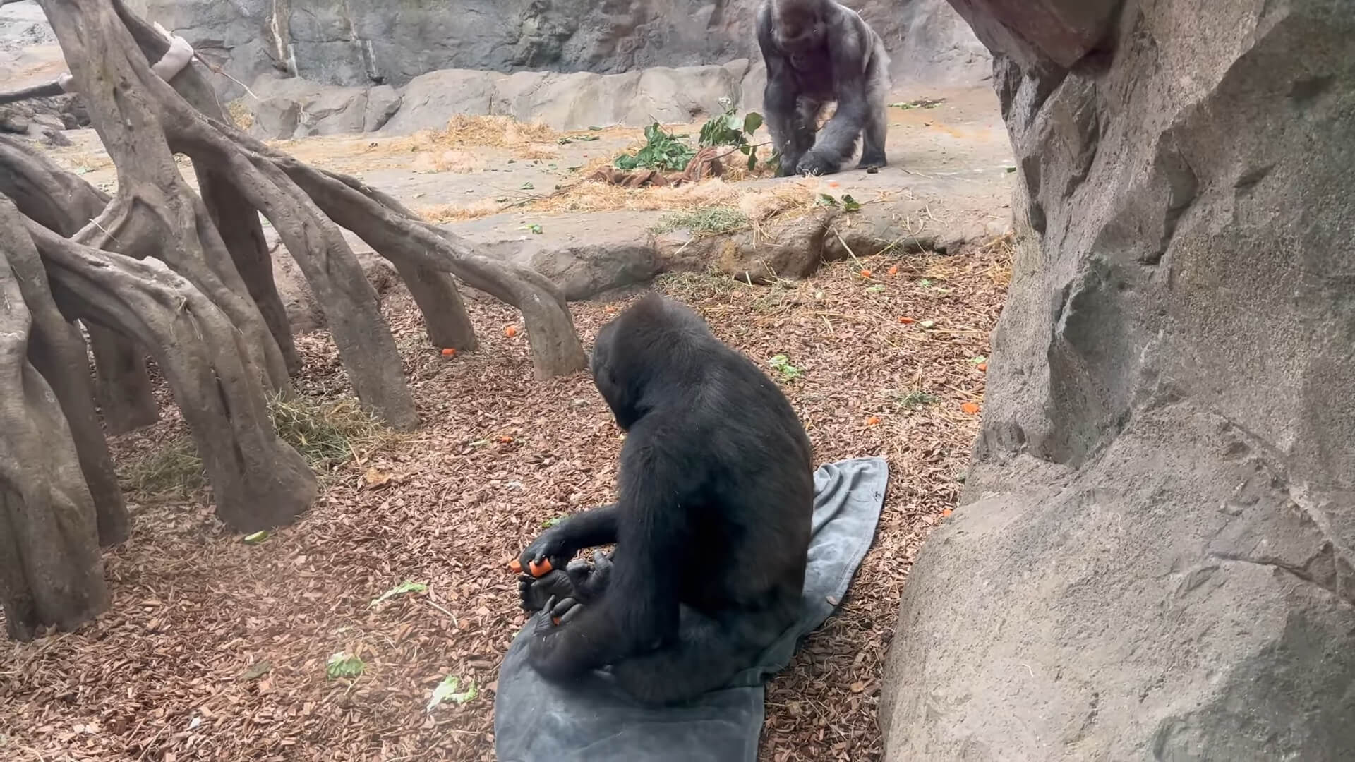 Gorillas in Franklin Park Zoo