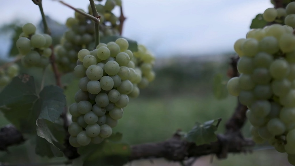 Ugni Blanc grapes